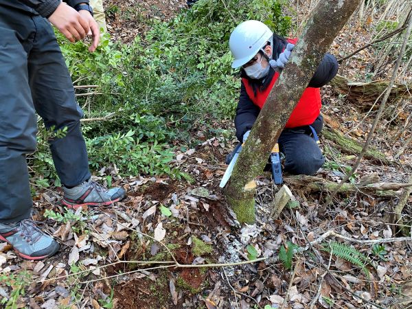 Employees performing thinning work under the guidance of an instructor