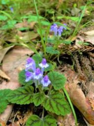 Scutellaria indica