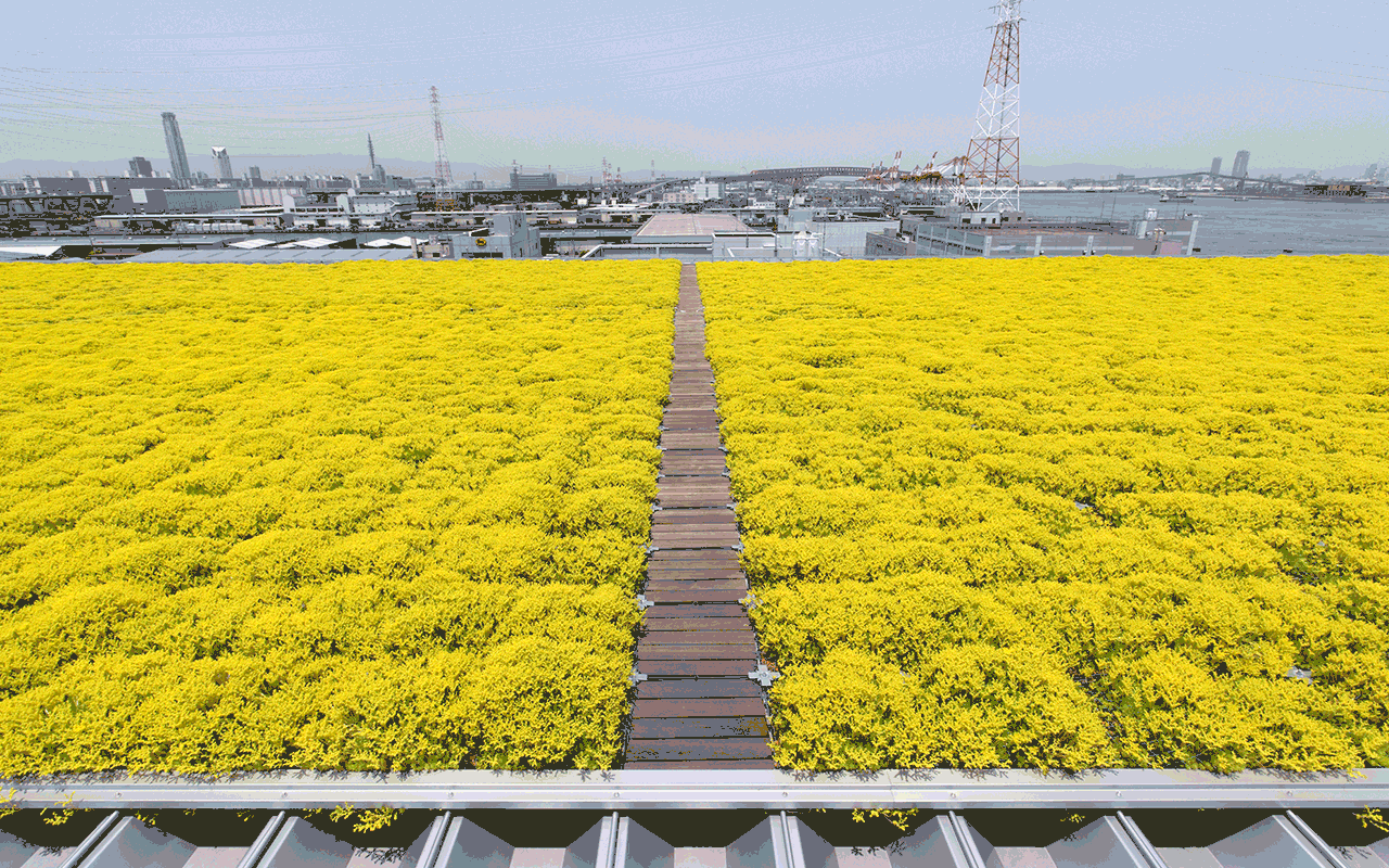 green roof