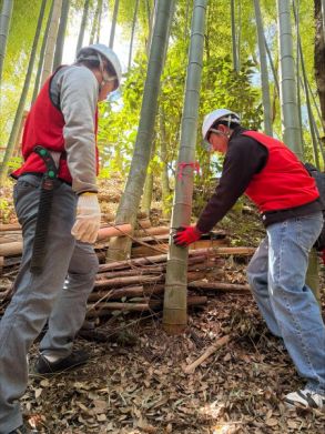 間伐作業を行う様子